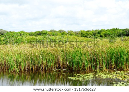 Tropical rain forest, jungle in Brazil. Wetland forest with river, lush ferns and palms trees. Praia do Forte, Brazil