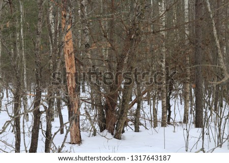 impassable thickets in the winter forest