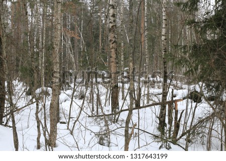 impassable thickets in the winter forest