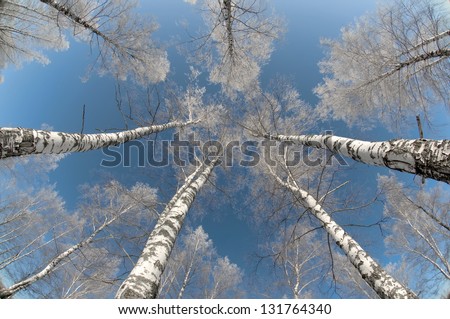 Birch wood in winter Russia