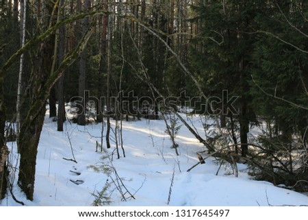 Sunlight on snow in a coniferous forest