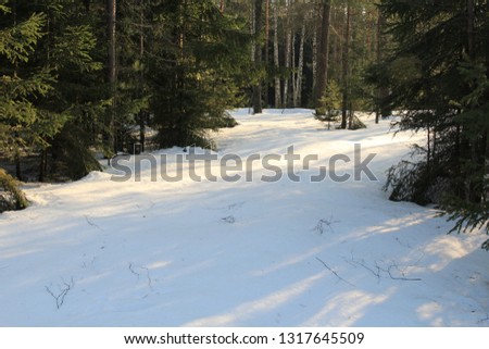 Sunlight on snow in a coniferous forest