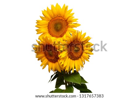 Sunflowers bouquet with leaves isolated on white background. Sun symbol. Flowers yellow, agriculture. Seeds and oil. Flat lay, top view. Bio. Eco. Creative