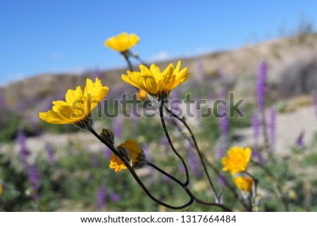 Close up side view of yellow Woolly Sunflower in Anza Borrego State Park, California. Wild flowers. Super bloom