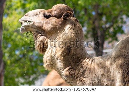 a camel face of a hump with green background