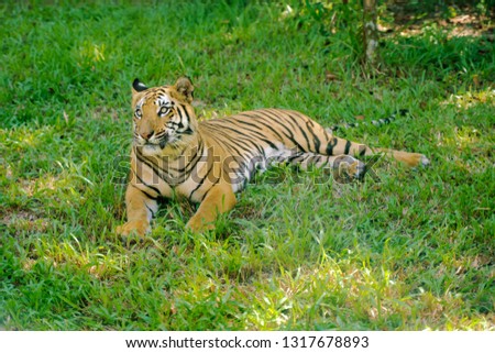 Tiger animal on the grass. Stripped wildcat at summer