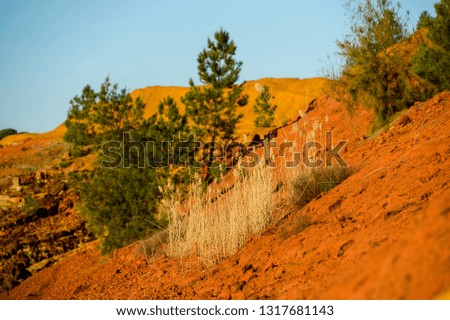 plants on the red rocks of Rio Tinto