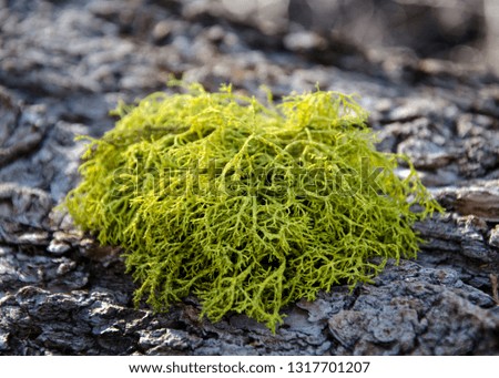 Closeup of lichen on bark