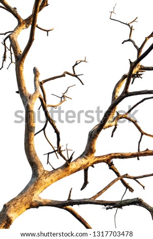 Isolate close-up of dry dead branches and leaves without trees which are commonly found in the Thai countryside.