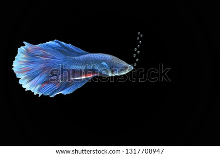 Beautiful betta fish or Asian battle fish that roam bubbles, concept with black background