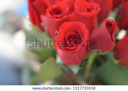 A bunch of red roses 