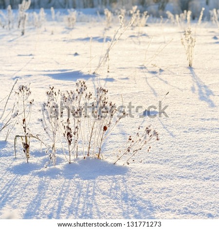 hoar-frost in winter
