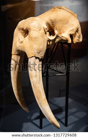 Walrus Skull on Display