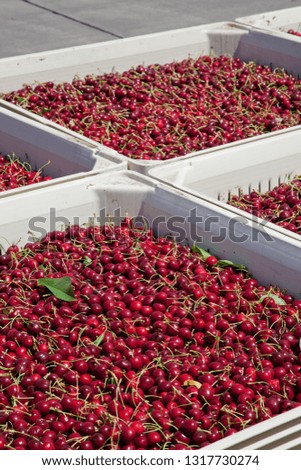 Many red ripe cherries in a bin ready to be packaged for sale