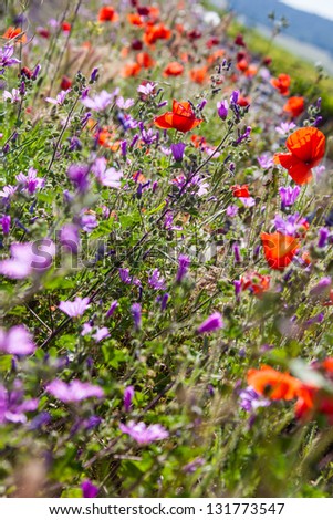 Beautiful poppies growing in a field along with other flowers and plants