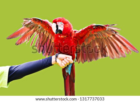 photo blurred , red parrot( macaw)  ,cut out isolated on green background.