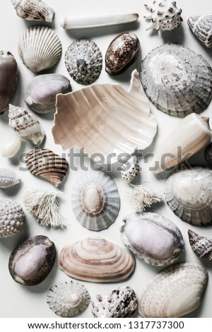 assorted sea shells found in New Zealand and the Pacific Islands 