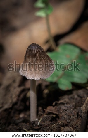 Brown mushrooms on the ground