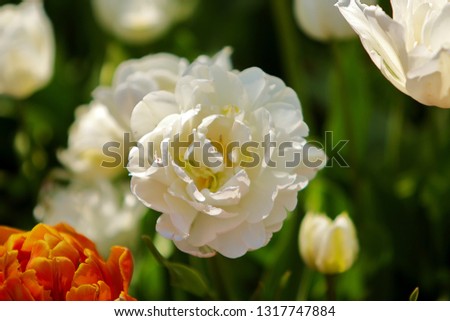 White Double Late Tulip (The Rose Tulip or Peony Tulip) blossoms on the floral bed, closeup macro picture with blurred green background, spring blooming time.