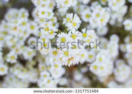 White flowers plant in garden , soft focus , blurree.