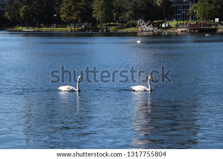 White whooper swan birds swimming on peaceful, tranquil turquoise blue water lake.