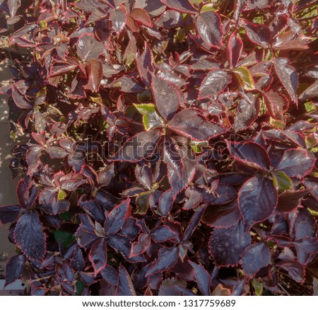 Bunch of Red leaves 
