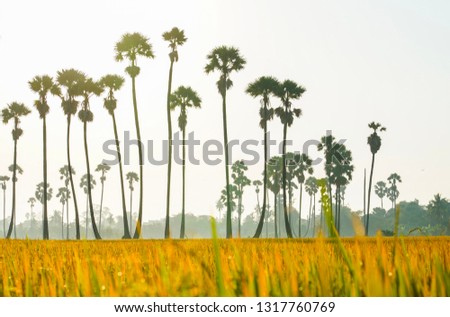 At morning in the rice fields and palmyra palm trees have dew With a warm, beautiful atmosphere sunshine Thailand stock photo