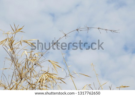 Dry bamboo leaves with blue sky