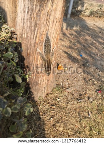 Five-striped Palm Squirrel .Kathmandu Nepal,Feb 20/2019.
