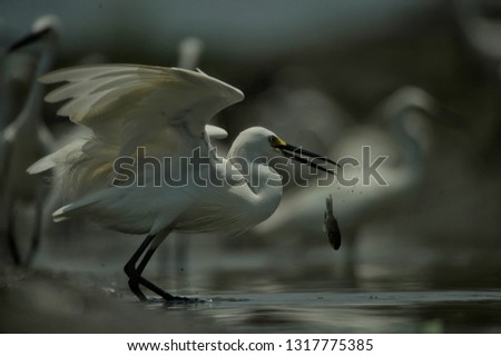 White egrets are looking for food