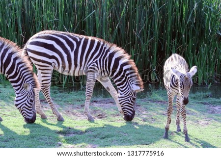 Zoo Safari world Zebras family