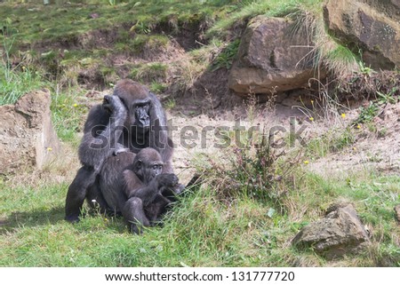 A mnoeder gorilla watches over her playing baby