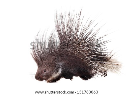 Indian crested Porcupine (Hystrix indica) isolated on white background