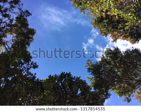 clear sky in the middle of the forest