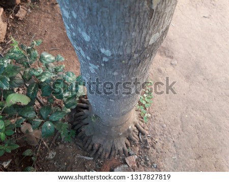 Roots of Areca Palm tree