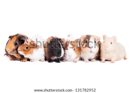 Group of 6 guinea pigs on a white background