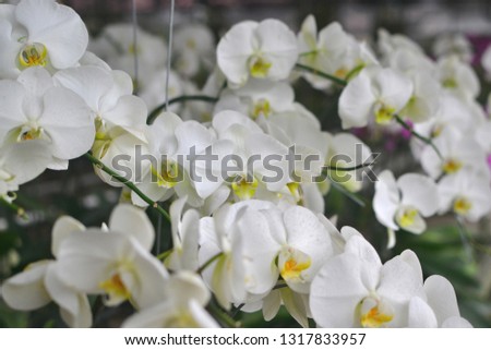 Beautiful Moon Orchid, the white color is very beautiful when it blooms. These orchids are planted specifically in greenhouses.