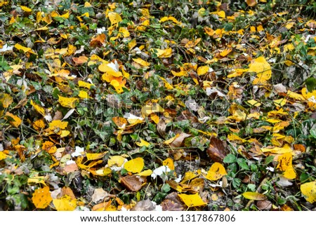autumn leaves on grass, digital photo picture as a background