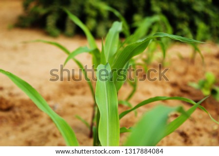 plants of corn.
