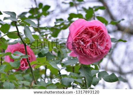 Rose, taken in Guan-Yu Xue-Ba National Park, Taiwan