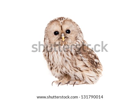 Ural Owl (Strix uralensis), isolated on the white background
