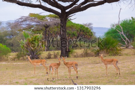 Beautiful amazing summer landscape. Antelopes impala grazes in national park Mikumi. Safari in Tanzania forest.  Wild animals portrait. African impression nature game drive. 