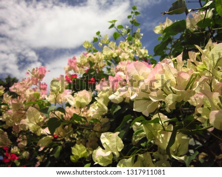 White and pink bougainvillea flowers on a blue sky with white clouds
