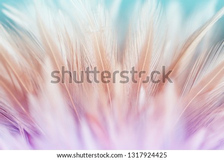 Pastel chicken feathers in soft and blur style for background and art design