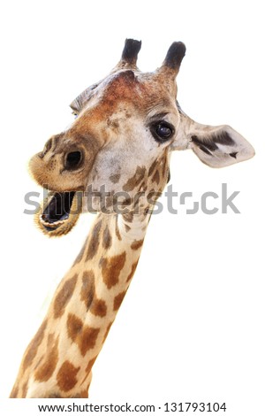 Giraffe head face look funny isolated on white background Royalty-Free Stock Photo #131793104