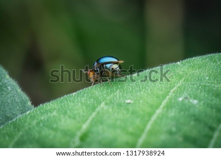 dark blue beetlefly