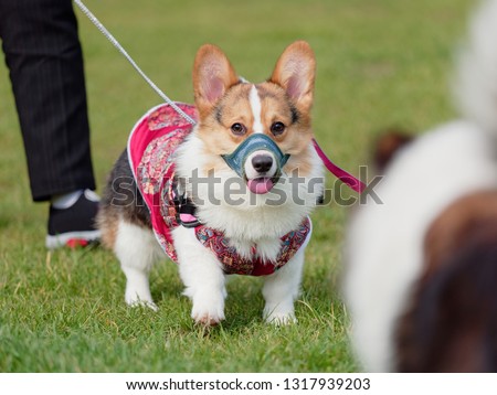 Portrait of a cute Pembroke Welsh Corgi in red clothes and muzzle walking towards a big dog on lead.