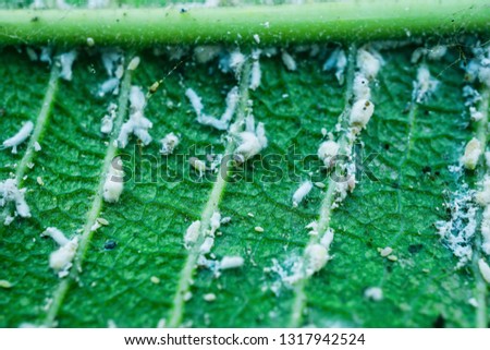 Close-up white aphids on leaves, White aphids are eating leaves of plants. White aphid is another pest that wreaks havoc on Agricultural crops are huge