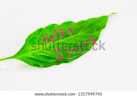 Spring background screen saver. Green leaf of the flower Spathiphyllium close-up with a beautiful signature Hello Spring on a light background. Spring concept of greeting in all