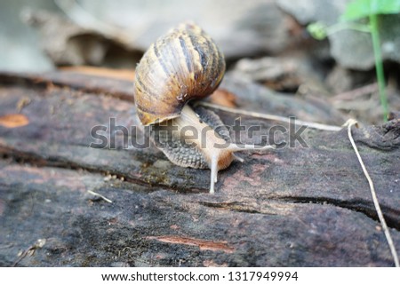 Snail animal life crawling on the wood in nature, find some food  among the sunshine and beauty shape